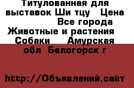 Титулованная для выставок Ши-тцу › Цена ­ 100 000 - Все города Животные и растения » Собаки   . Амурская обл.,Белогорск г.